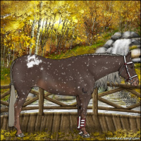 Horse Color:Liver Chestnut Mushroom Appaloosa 