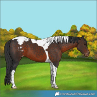 Horse Color:Brown Tobiano Varnish 