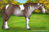 Horse Color:Gray Chestnut Splash Tobiano 