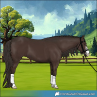 Horse Color:Liver Chestnut 
