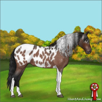 Horse Color:Gray Bay Roan Tobiano Appaloosa