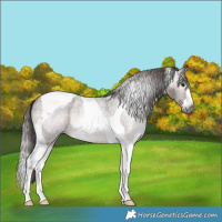 Horse Color:Gray Bay Roan Splash Tobiano Appaloosa 