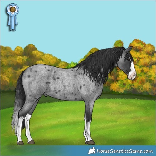 Horse Color:Blue Roan Splash 