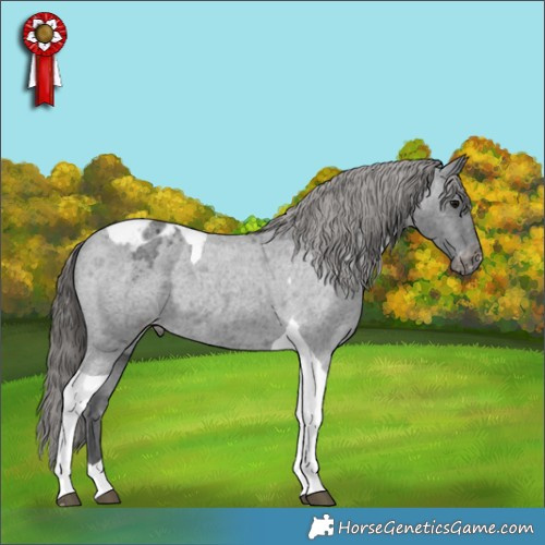 Horse Color:Blue Roan Tobiano Appaloosa 