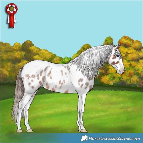 Horse Color:Bay Roan Splash Tobiano Appaloosa 