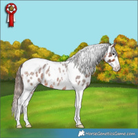 Horse Color:Bay Roan Splash Tobiano Near Leopard 