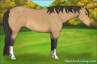 Horse Color:Buckskin