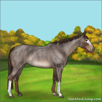 Horse Color:White Spotted Liver Red Roan