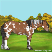 Horse Color:White Spotted Bay 