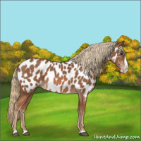 Horse Color:Chestnut Splash Appaloosa 