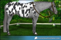 Horse Color:Black Appaloosa 