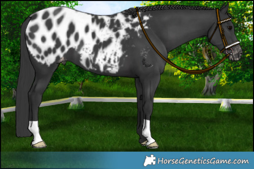 Horse Color:Black Appaloosa 