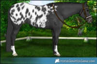 Horse Color:Black Appaloosa
