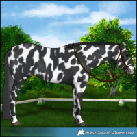 Horse Color:Black Near Leopard 