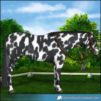 Horse Color:Black Appaloosa 