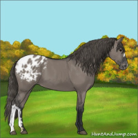 Horse Color:Grullo Appaloosa 