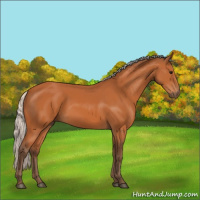 Horse Color:Silver Bay 