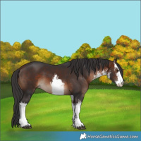 Horse Color:White Spotted Brown 