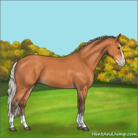 Horse Color:Silver Bay Splash 