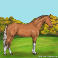 Horse Color:Silver Bay 