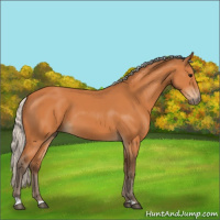 Horse Color:Silver Bay 