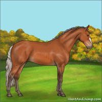 Horse Color:Silver Bay 