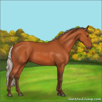 Horse Color:Silver Bay 