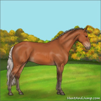 Horse Color:Silver Bay 