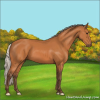 Horse Color:Silver Bay 