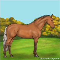 Horse Color:Silver Bay 