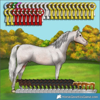 Horse Color:Silver Brown Appaloosa Rabicano