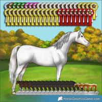 Horse Color:Silver Brown Varnish Rabicano 