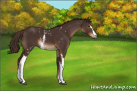 Horse Color:White Spotted Liver Chestnut 