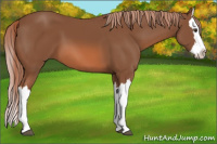 Horse Color:Chestnut Splash 
