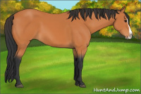 Horse Color:Bay Splash Rabicano 