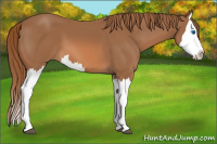 Horse Color:Chestnut Splash