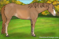Horse Color:Chestnut Splash 