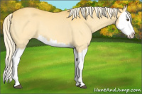 Horse Color:Palomino Splash 