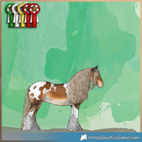 Horse Color:Chocolate Palomino Tobiano Appaloosa