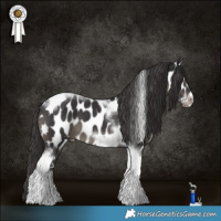 Horse Color:Smoky Black Tobiano Frame Appaloosa 