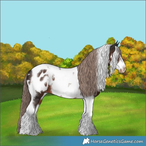 Horse Color:Liver Chestnut Tobiano Frame Appaloosa 