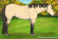 Horse Color:Buckskin Dun