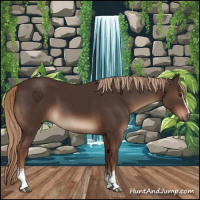 Horse Color:White Spotted Liver Chestnut 