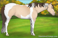Horse Color:Amber Champagne Tobiano