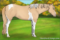Horse Color:Gold Champagne Tobiano 