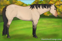 Horse Color:Bay Dun