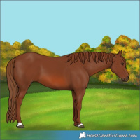Horse Color:Chestnut 