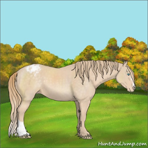 Horse Color:Perlino Sabino Appaloosa 