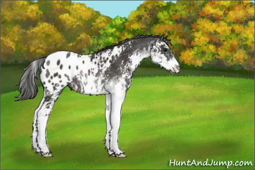 Horse Color:Smoky Black Sabino Appaloosa 