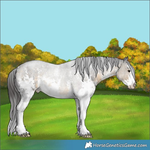 Horse Color:Buckskin Sabino 